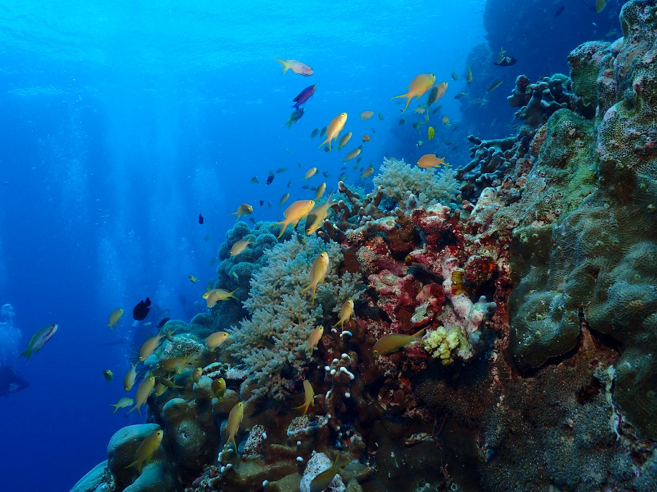 이쁘고 건강한 산호와 아기자기한 물고기들이 장관인 수밀론 상뚜아리