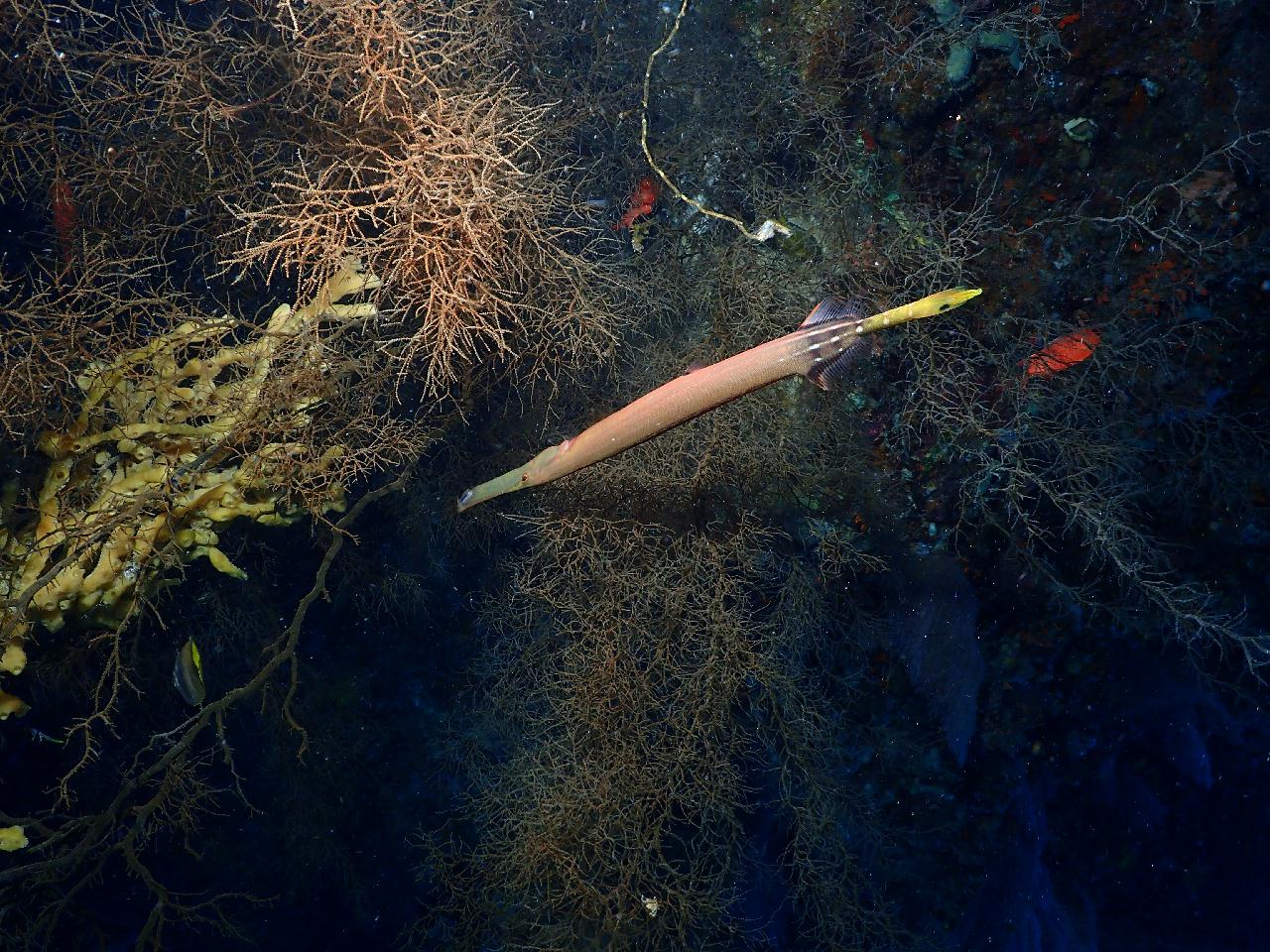 이쁘고 건강한 산호와 아기자기한 물고기들이 장관인 수밀론 상뚜아리