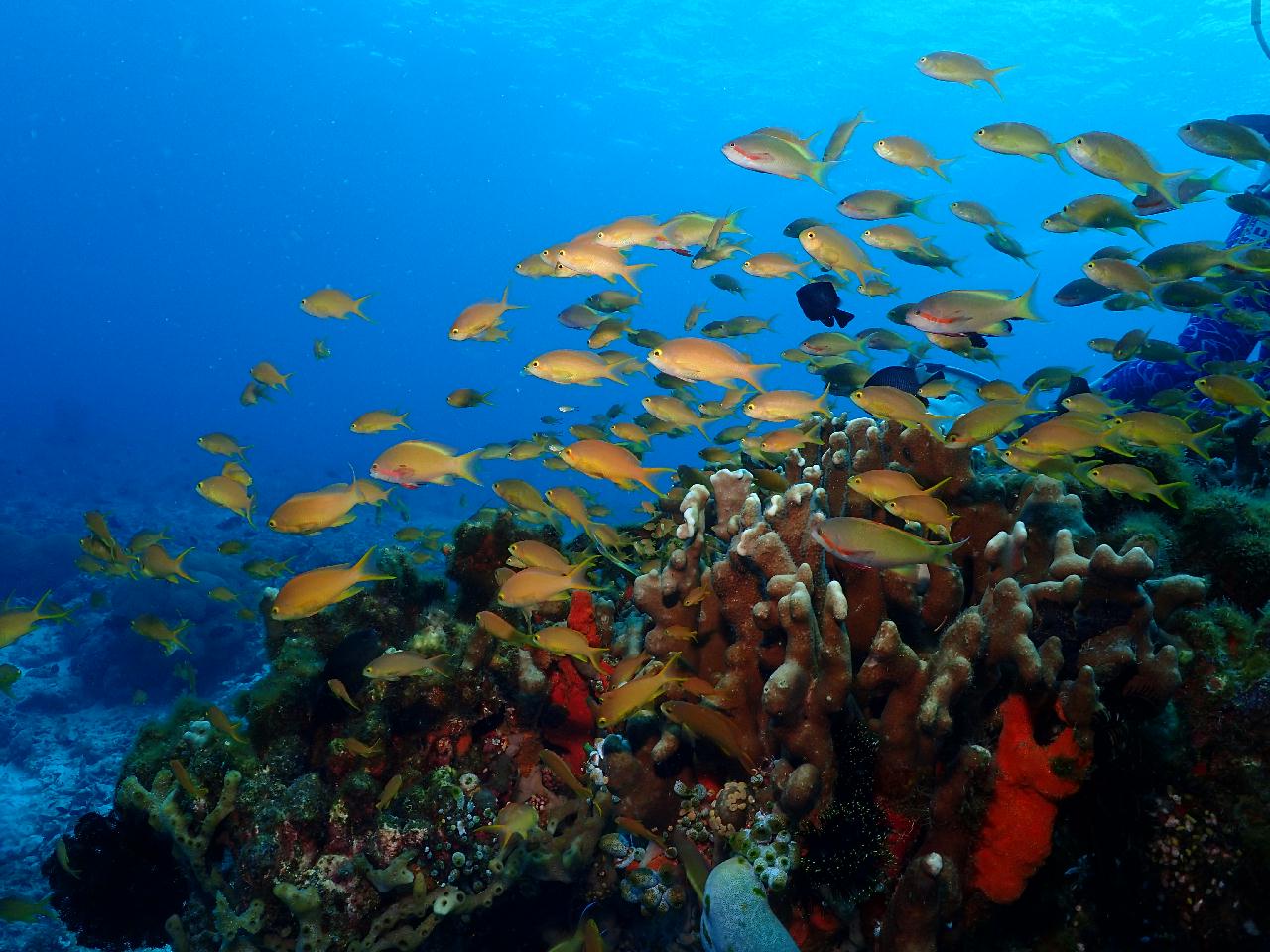 이쁘고 건강한 산호와 아기자기한 물고기들이 장관인 수밀론 상뚜아리