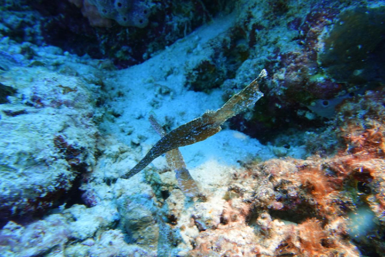 세부 스쿠버블  - Hilutaugan