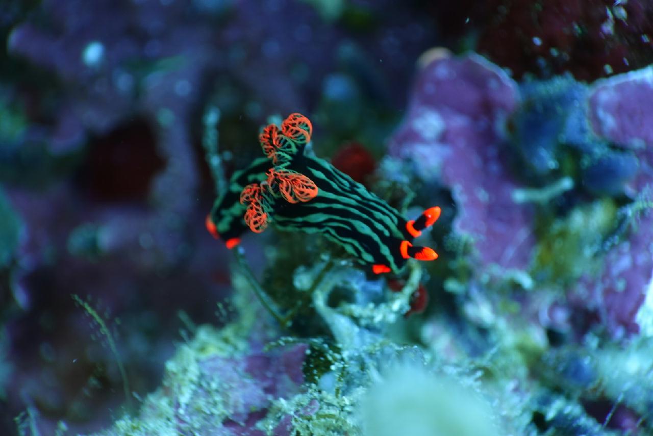 세부 스쿠버블  - Hilutaugan