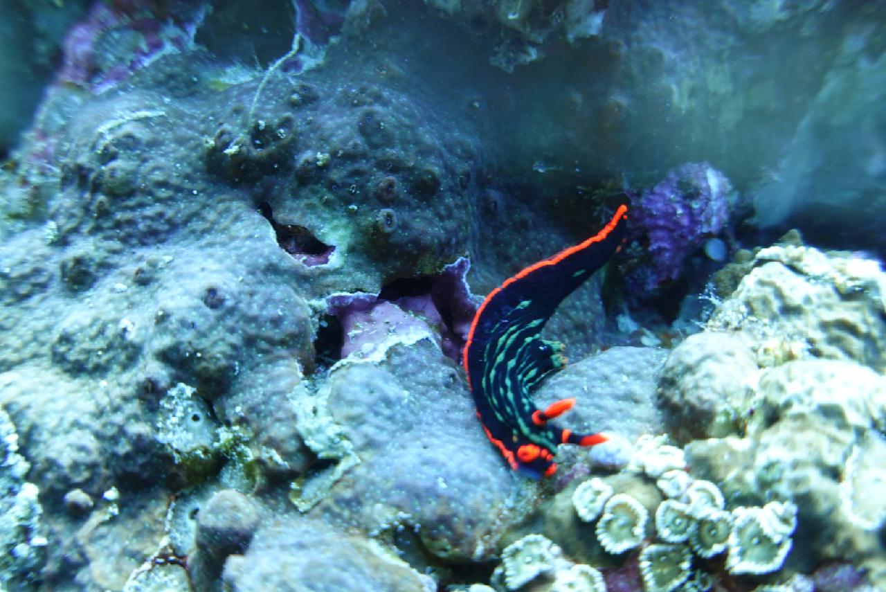 세부 스쿠버블  - Hilutaugan