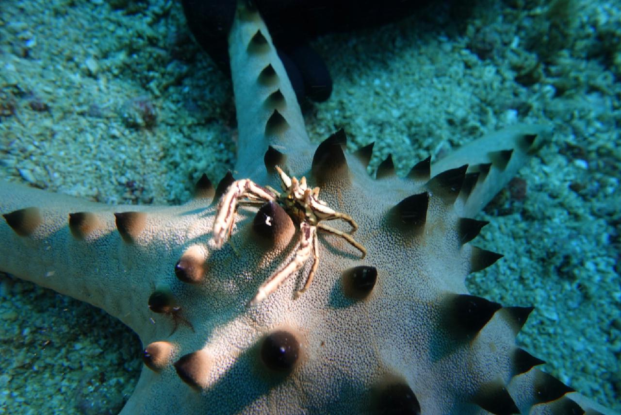 세부 스쿠버블  - 버블