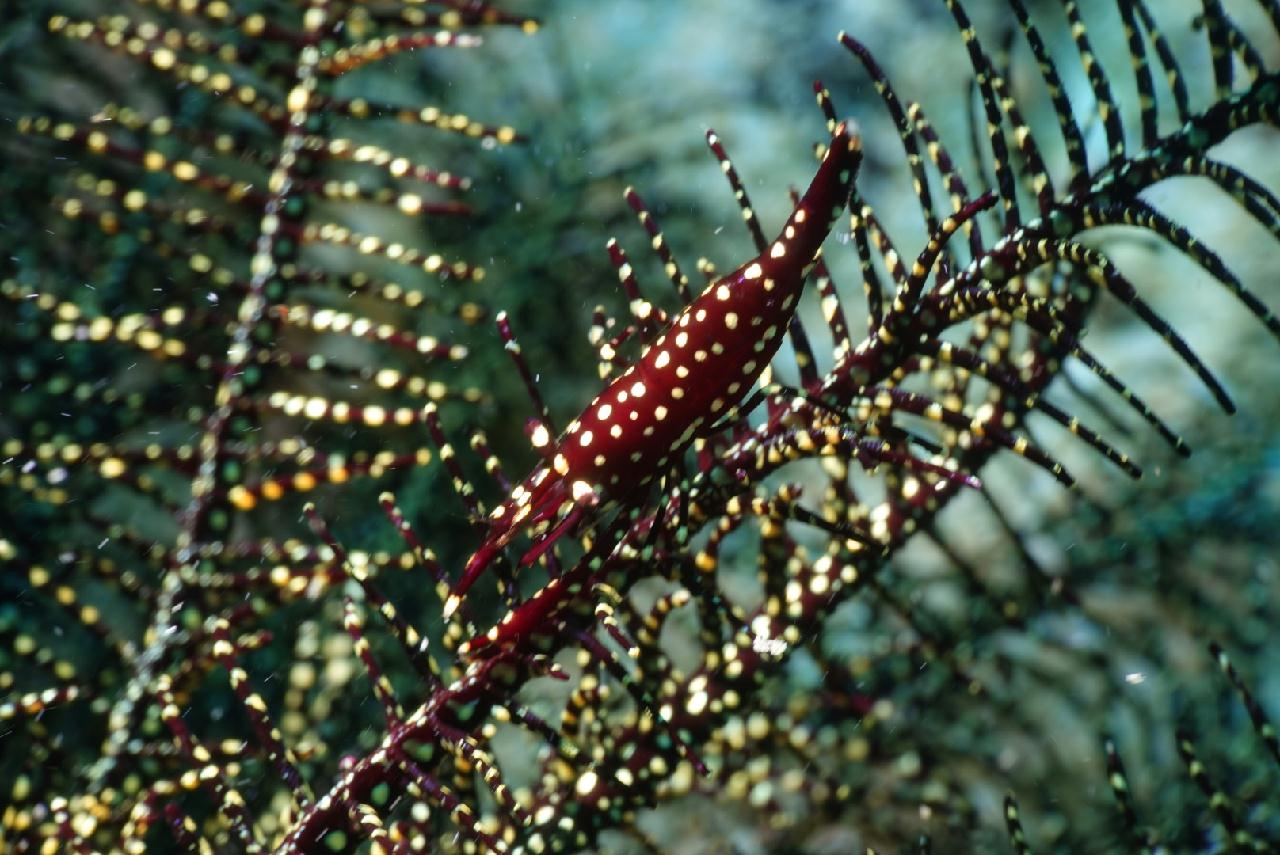 세부 스쿠버블  - 버블