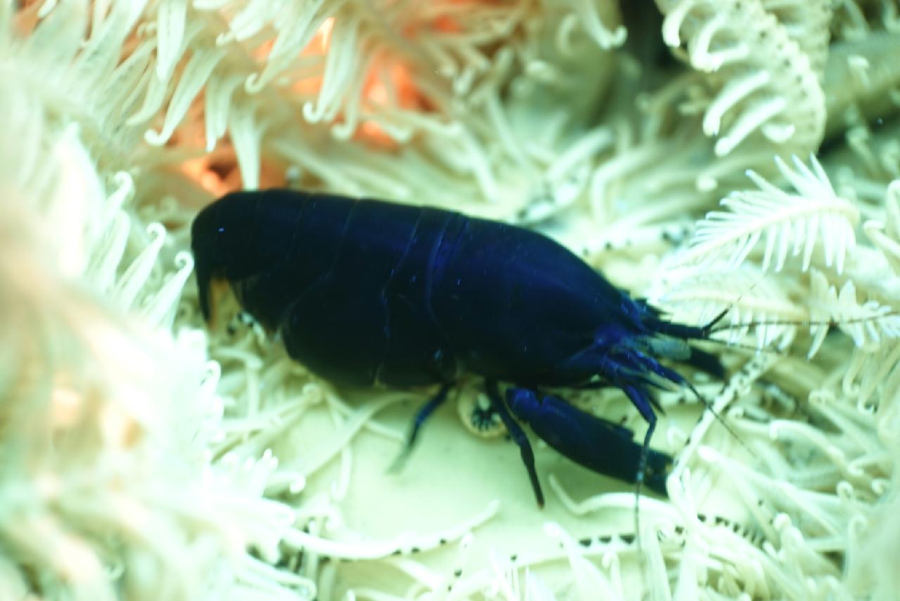 세부 스쿠버블  - 버블 