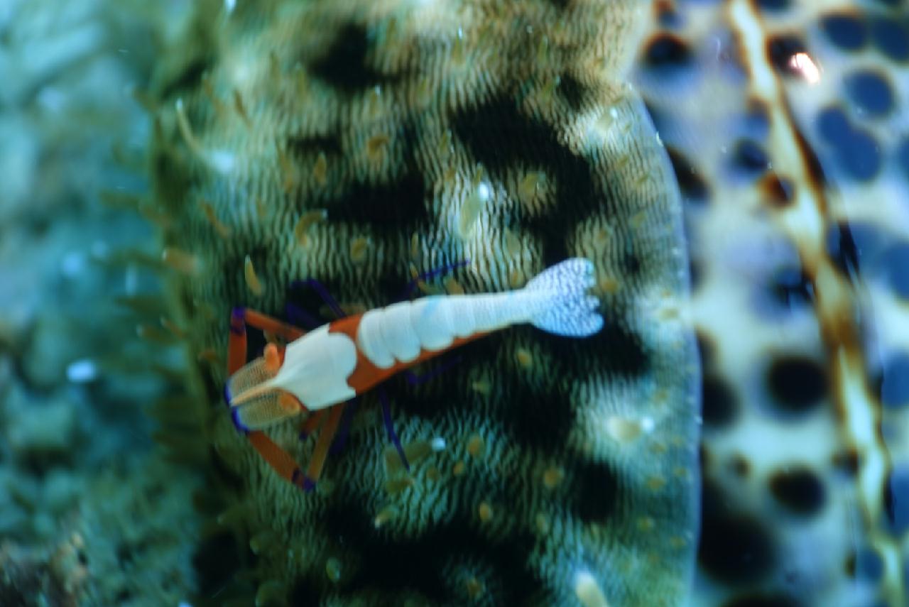 세부 스쿠버블  - 버블 