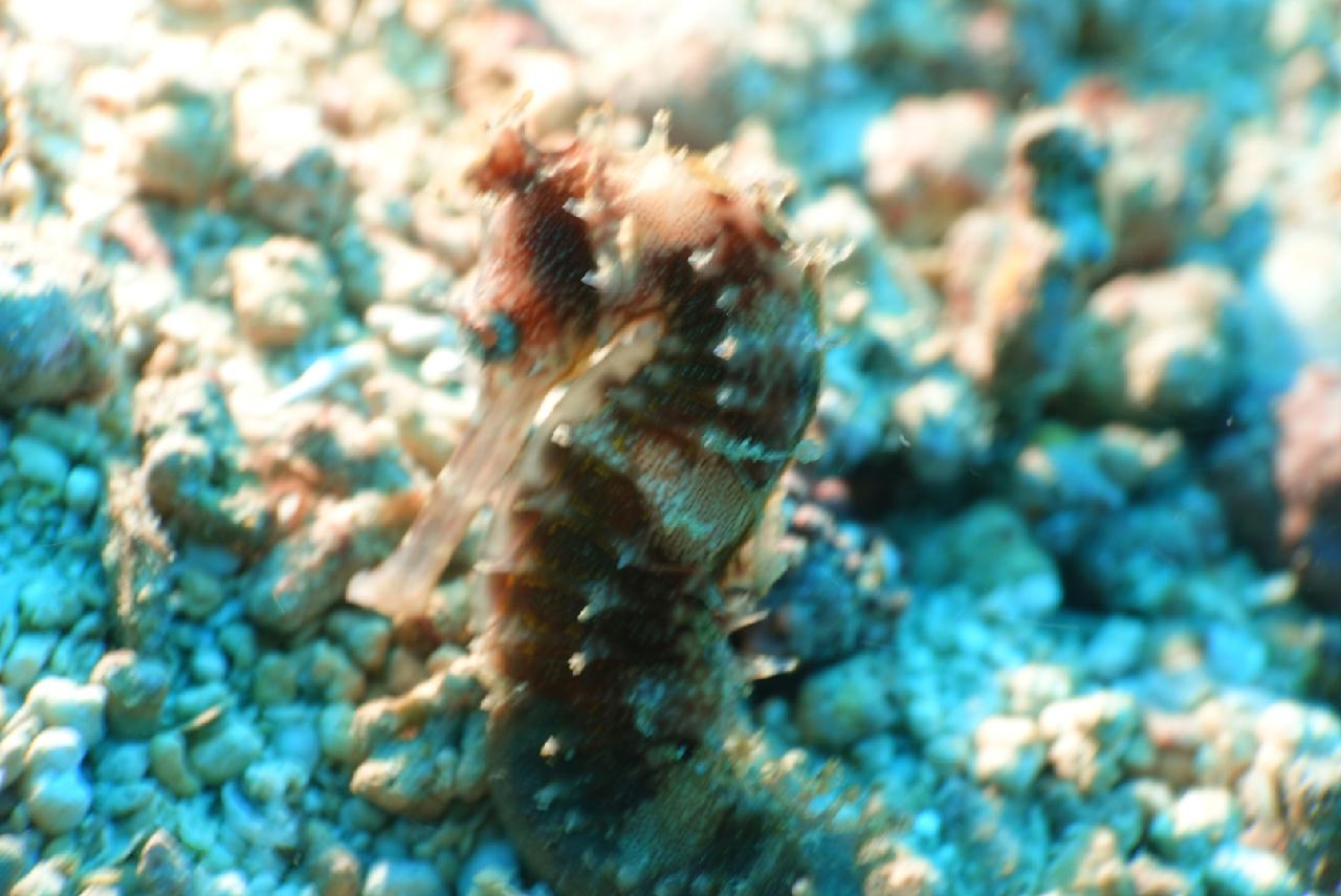 세부 스쿠버블  - 버블 