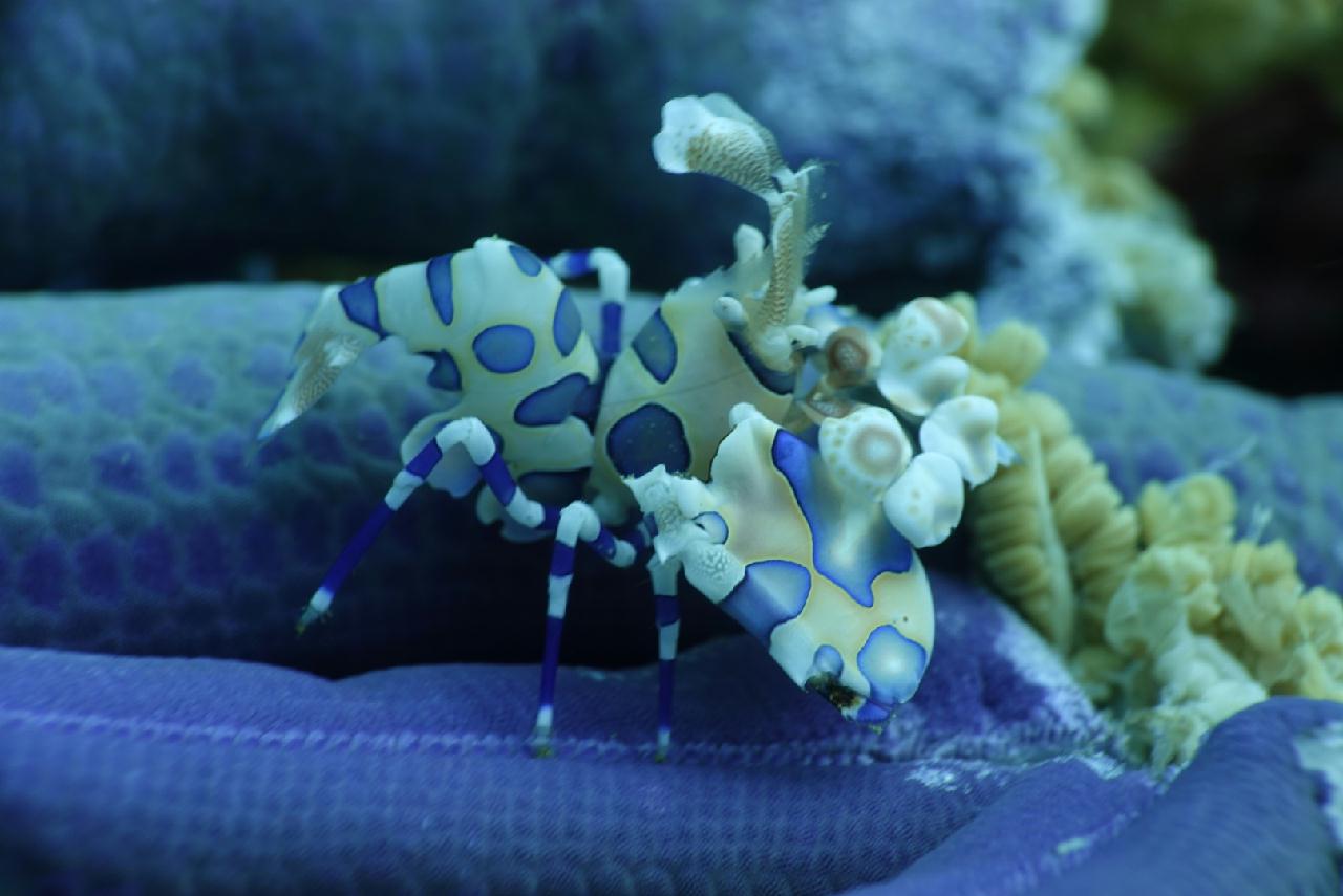 세부 스쿠버블  - 버블 