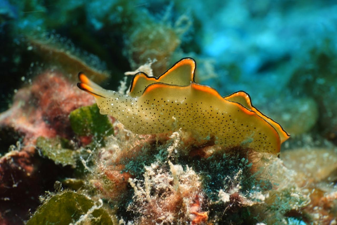 세부 스쿠버블  - 버블