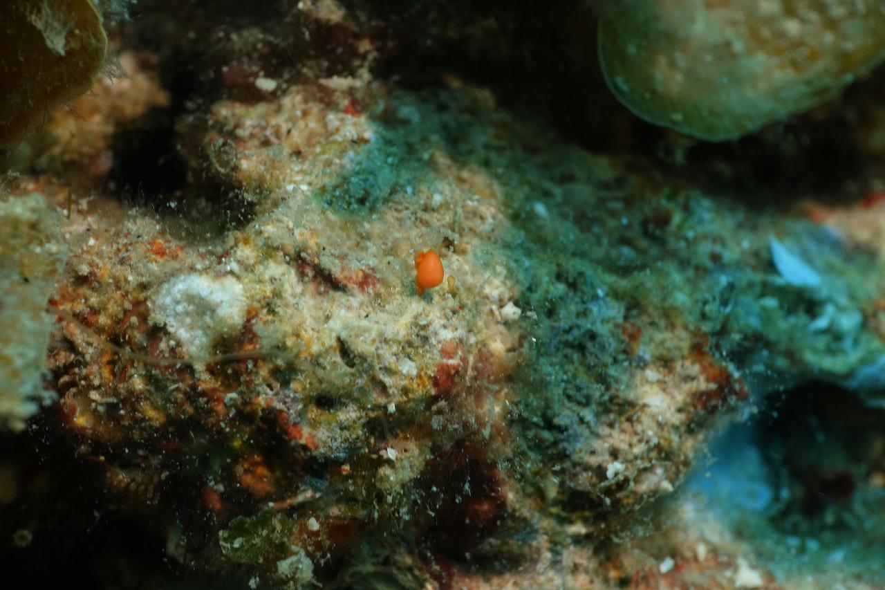 세부 스쿠버블  - New 버블 