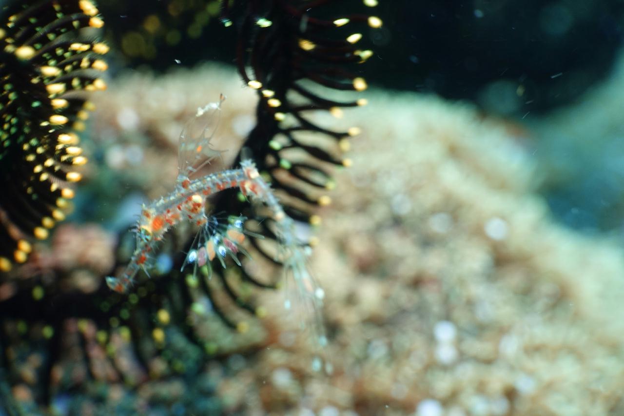 세부 스쿠버블  - New 버블 