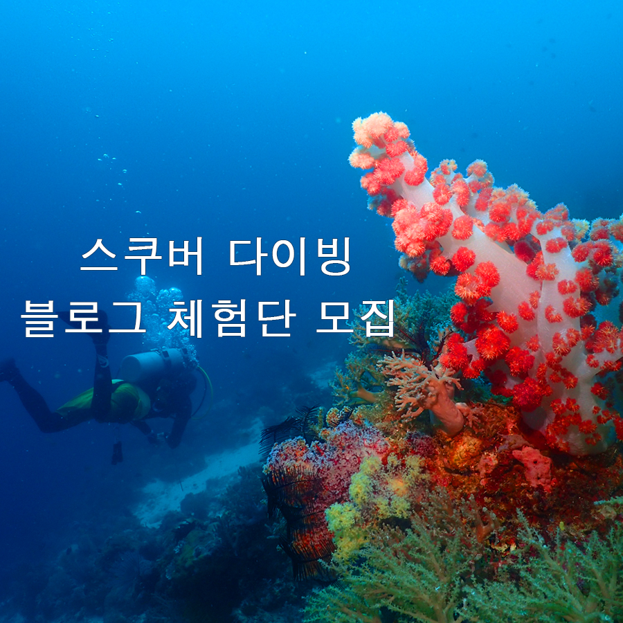 스쿠버 다이빙 블로그 체험단 모집