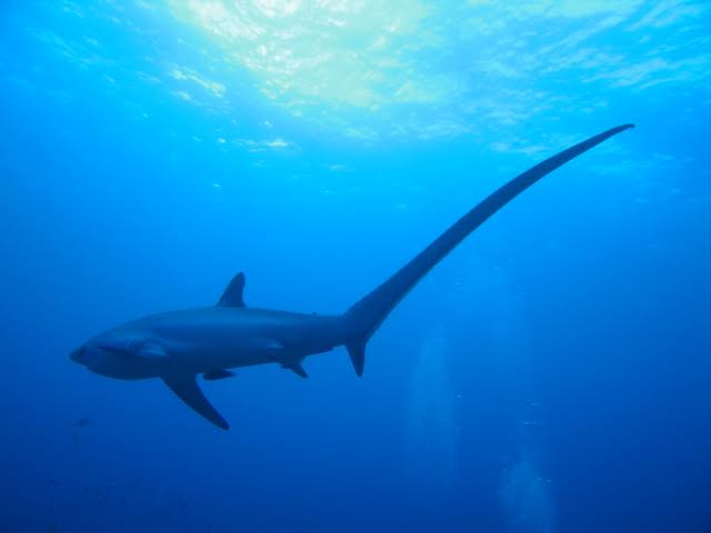 Malapascua - Ninad shoal
