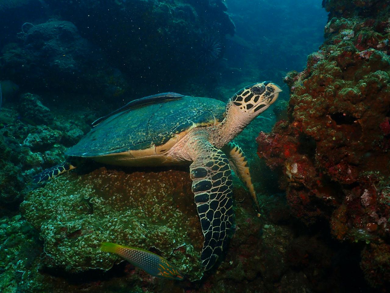 100만년만에 나홀로 푸켓 펀다이빙 