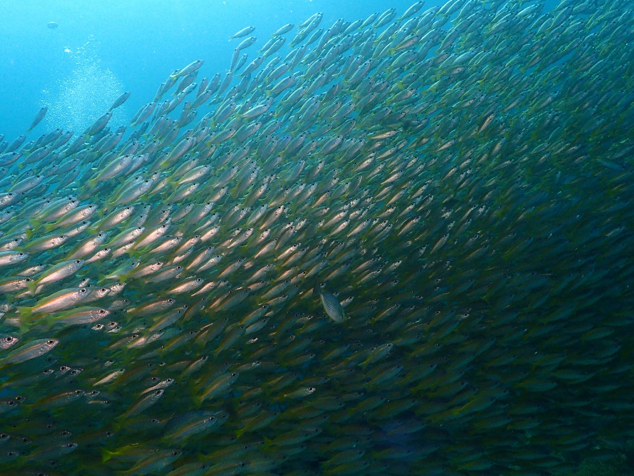 100만년만에 나홀로 푸켓 펀다이빙 