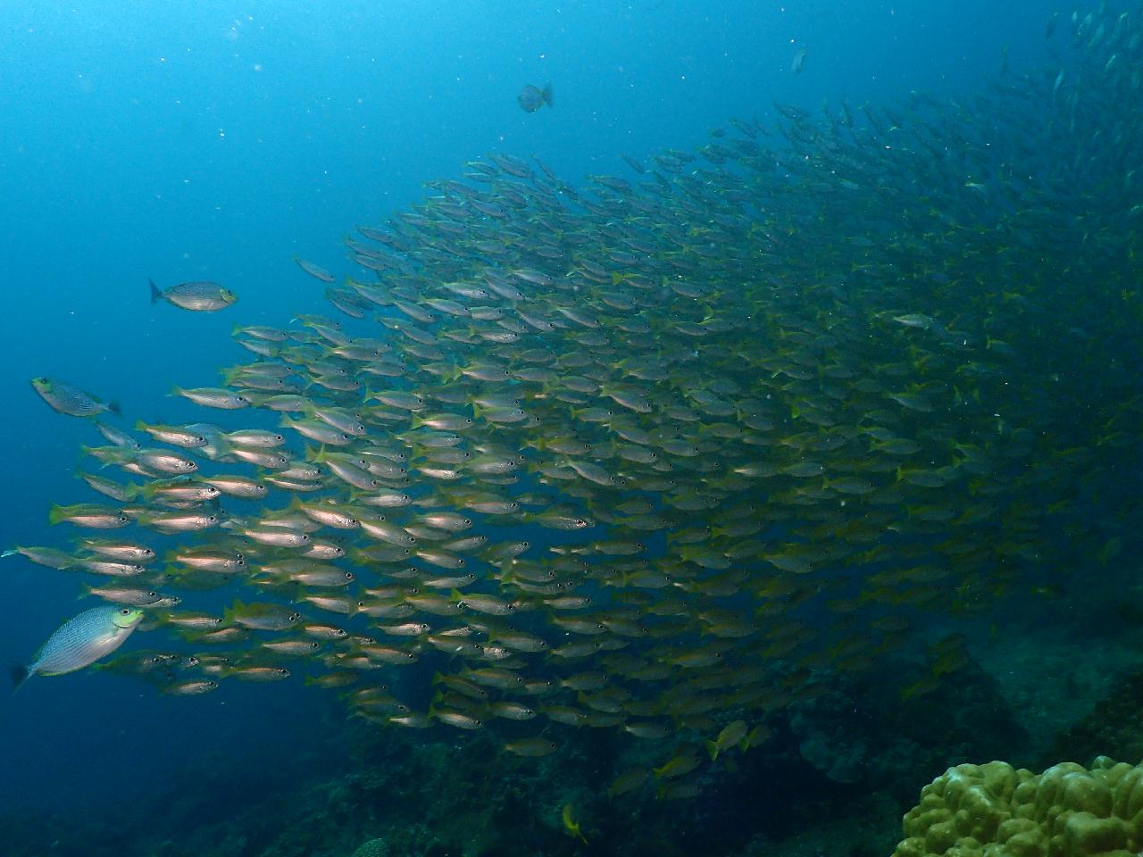 100만년만에 나홀로 푸켓 펀다이빙 