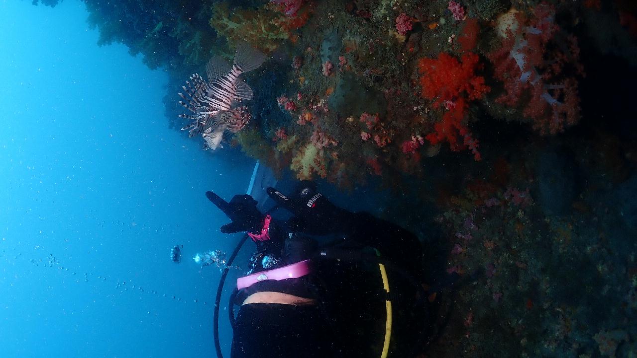 Lionfish, our mascot 
