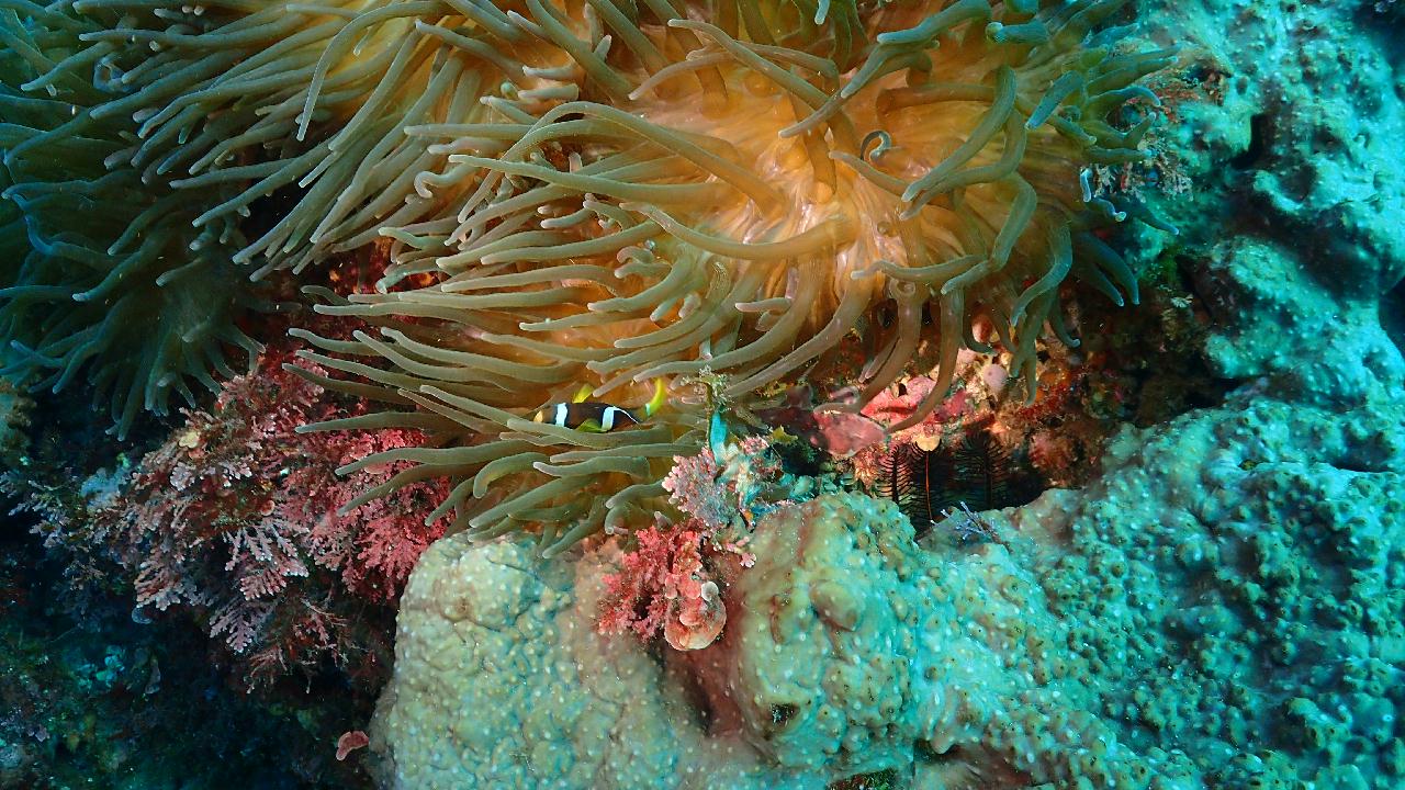 Nemo lives in Jeju Island.