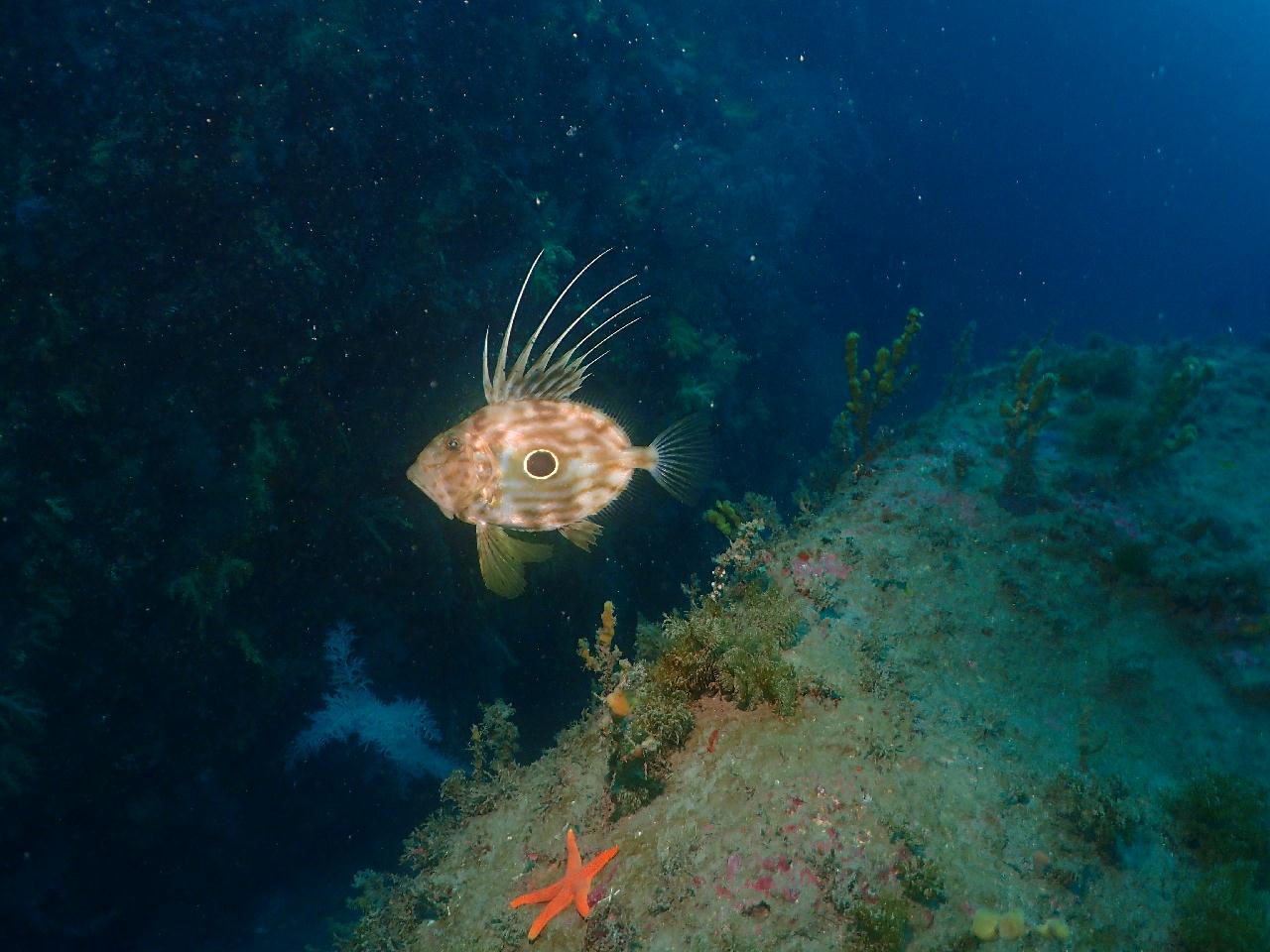 John Dories, Beautiful Corals