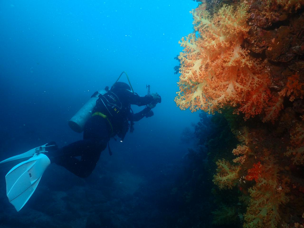 John Dories, Beautiful Corals