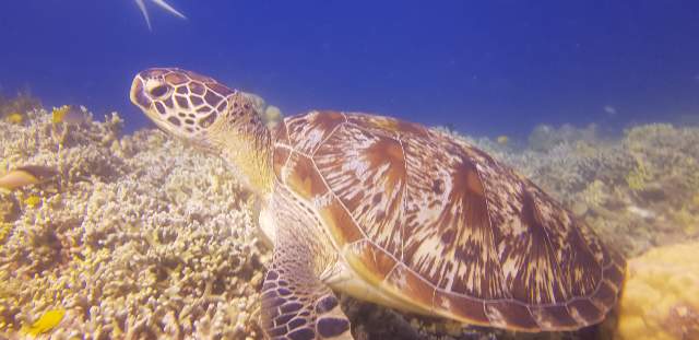 Great Turtlre