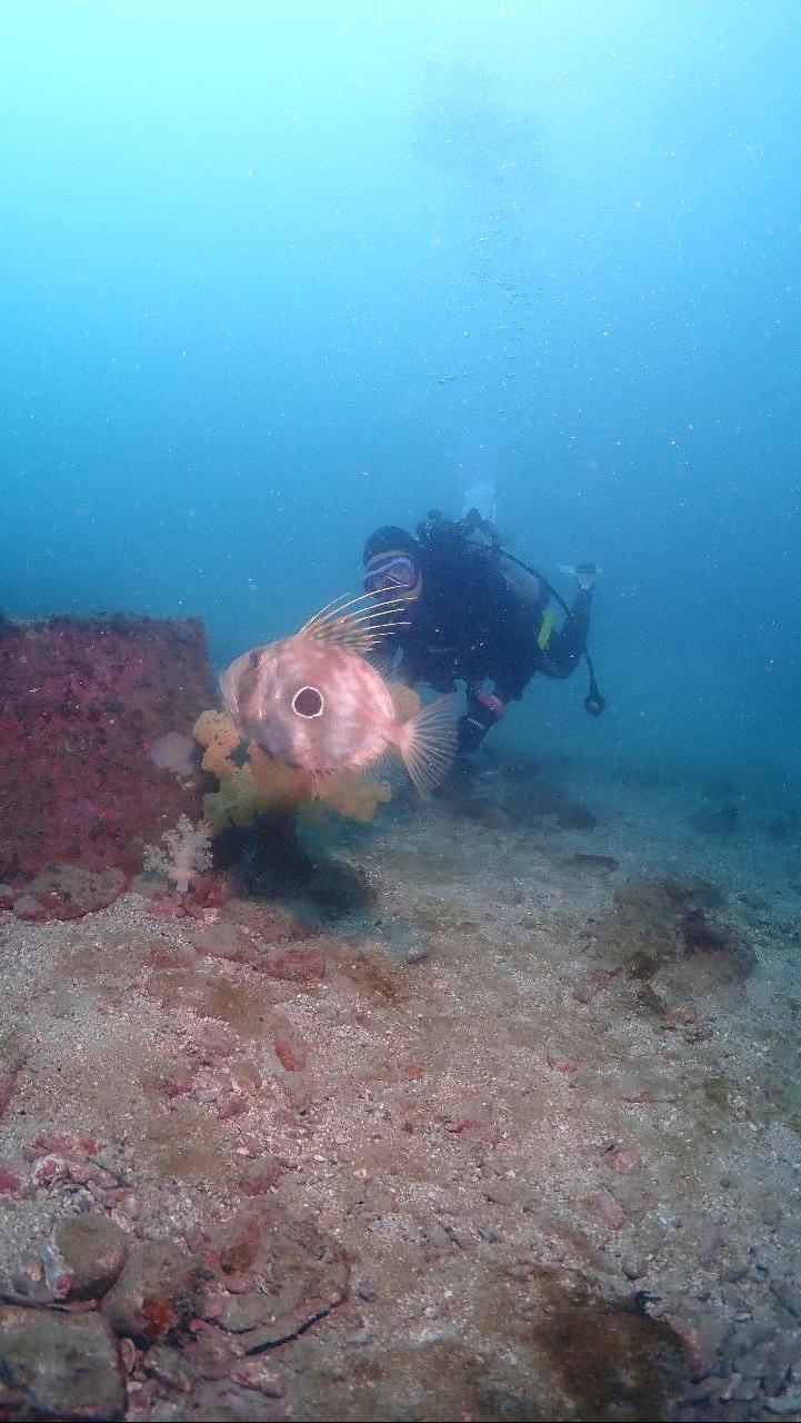 3 tanks mun island,jeju fun diving 
