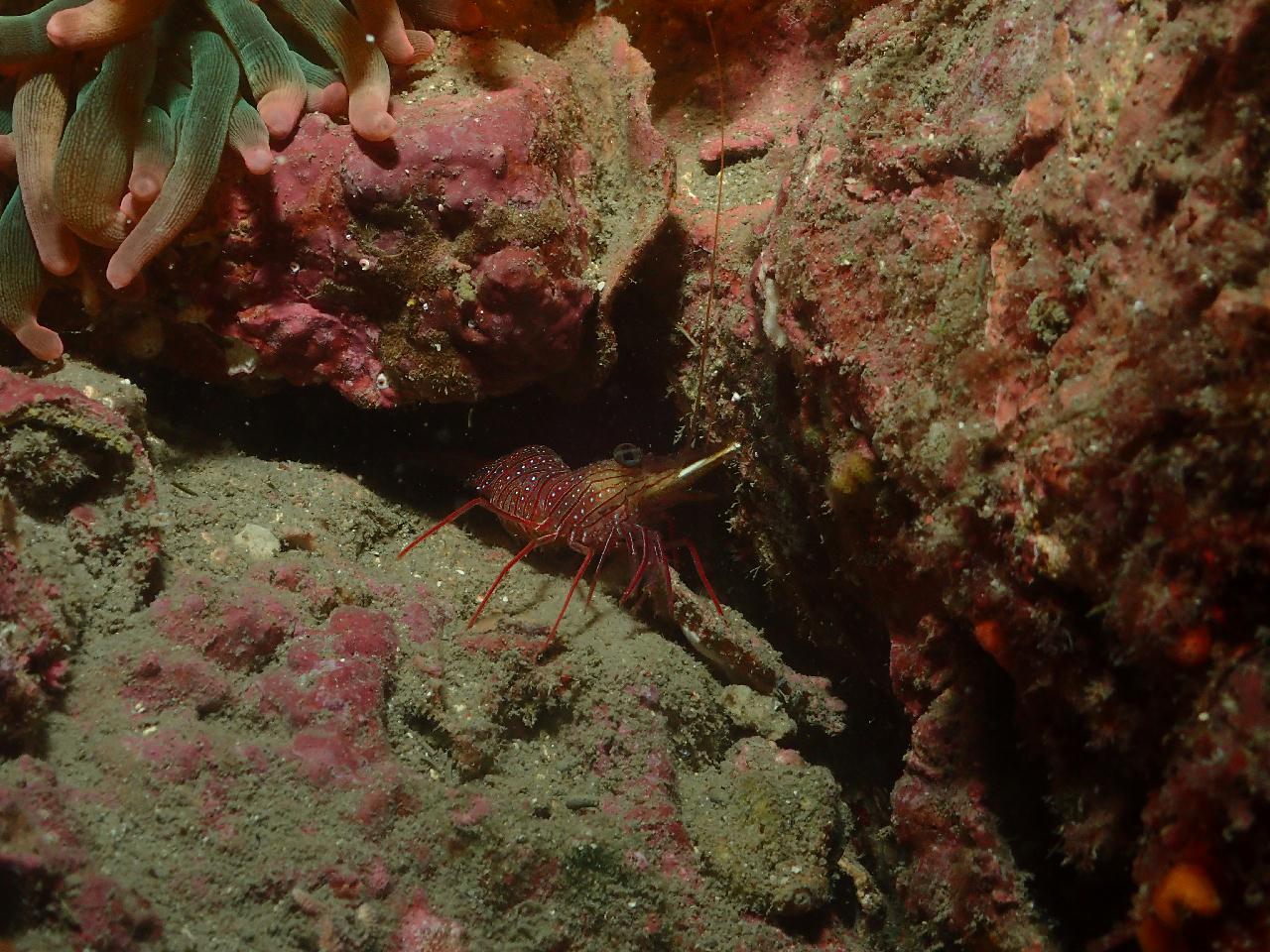 아름다운 산호와 함께 멋진 섶섬 다이빙