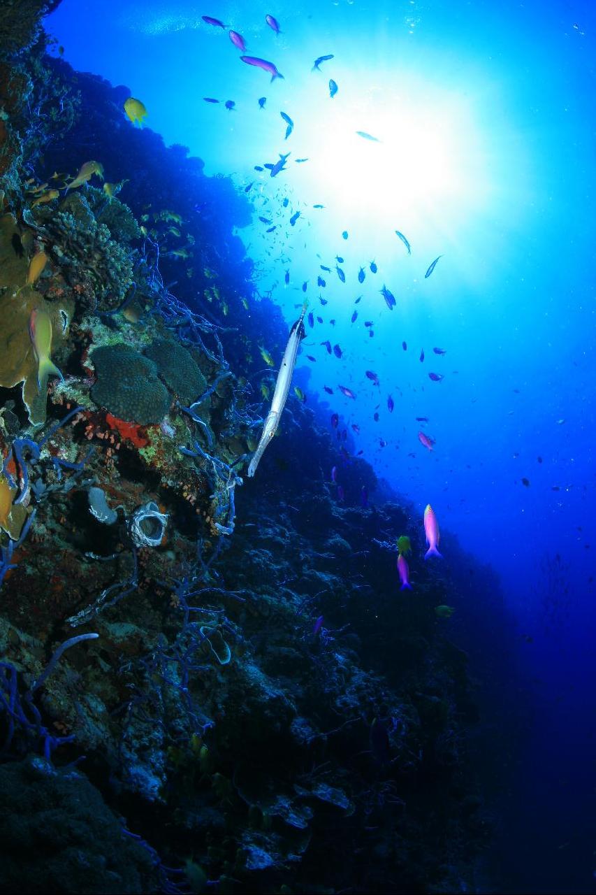 모알보알 pescador island _east point