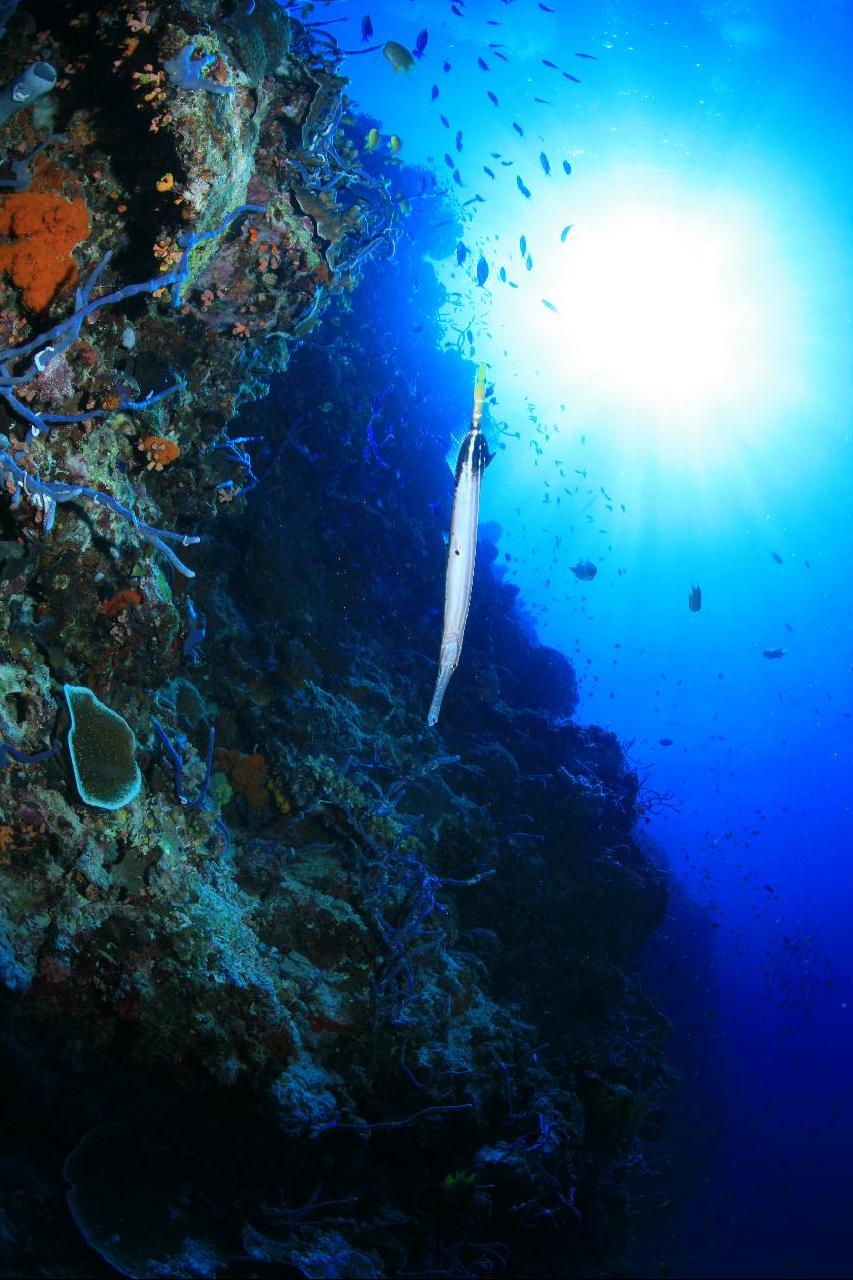 모알보알 pescador island _east point