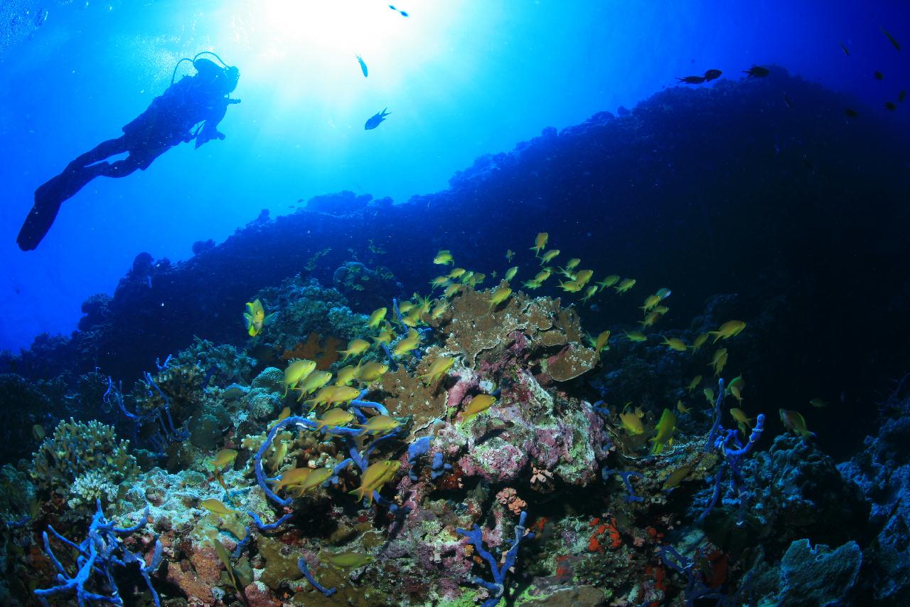 모알보알 pescador island _east point