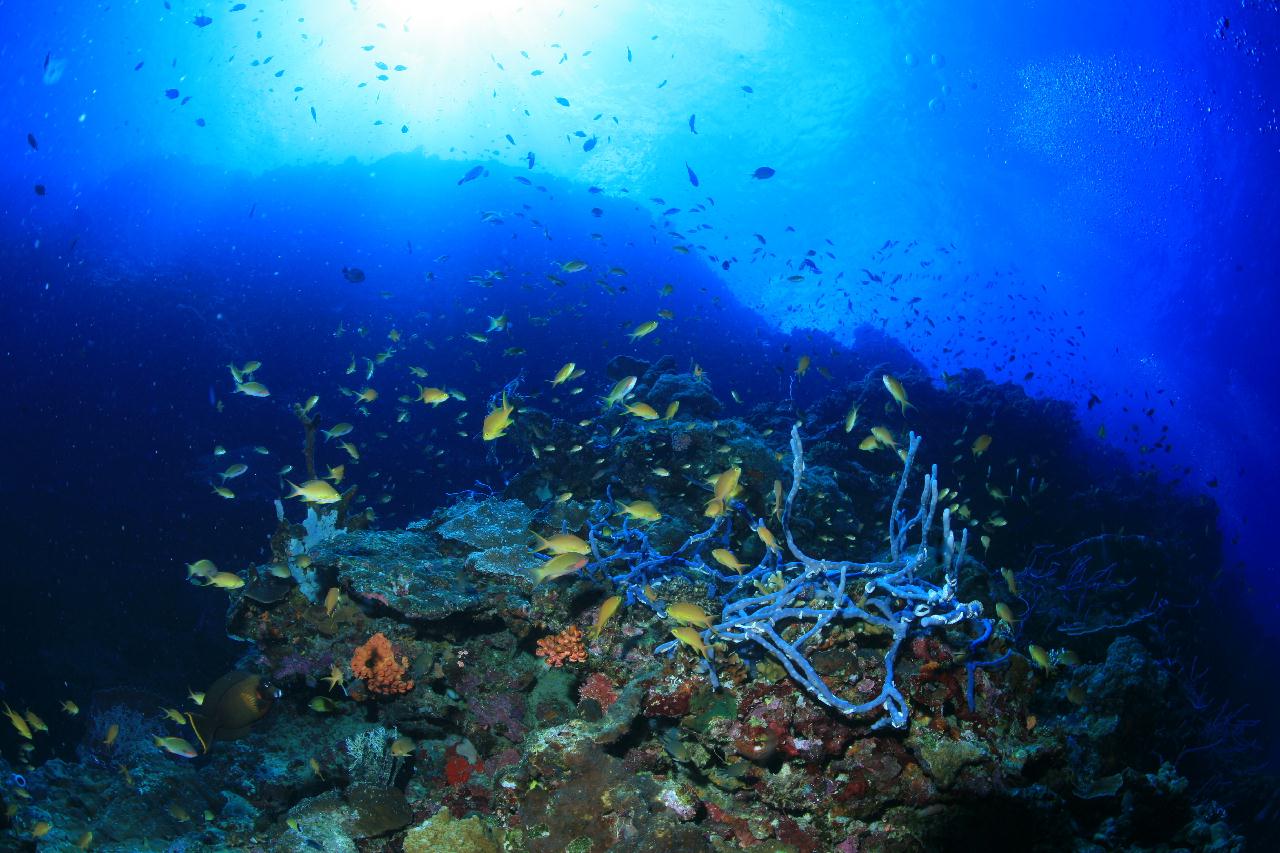 모알보알 pescador island _west 해골바가지 포인트