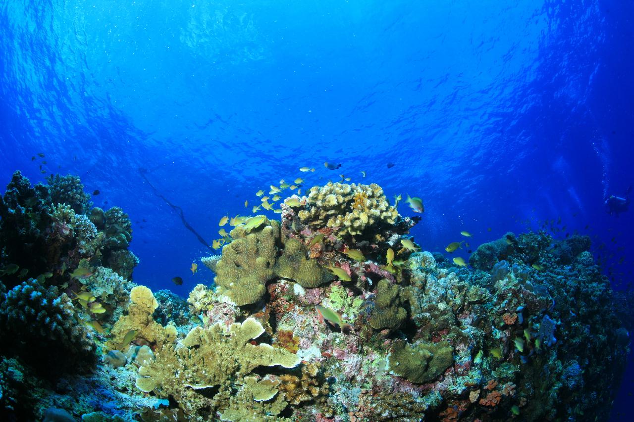 모알보알 pescador island _east point