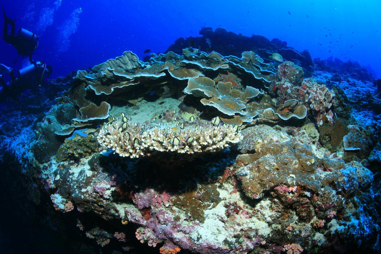 모알보알 pescador island _east point