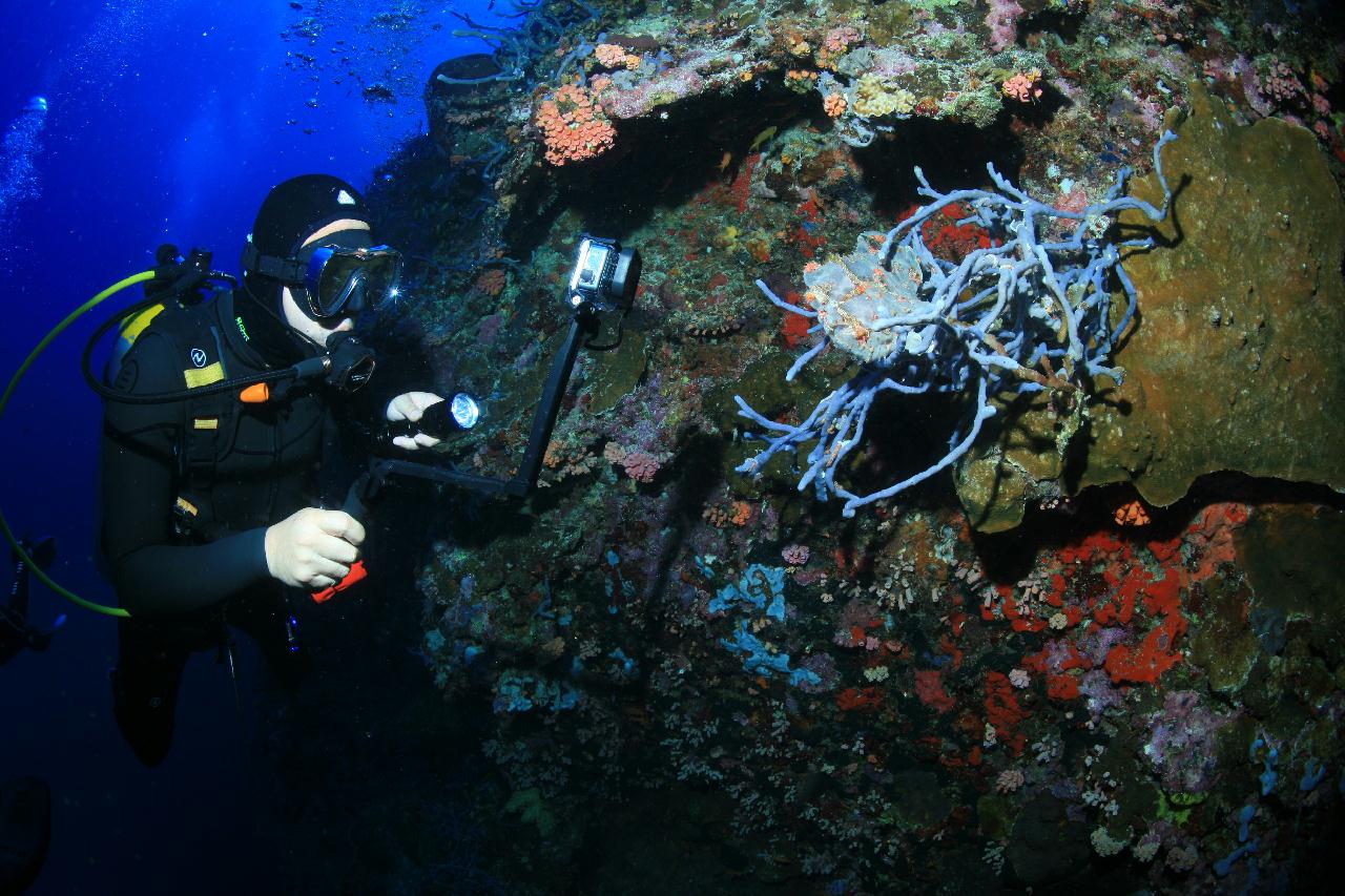 모알보알 pescador island _west 해골바가지 포인트