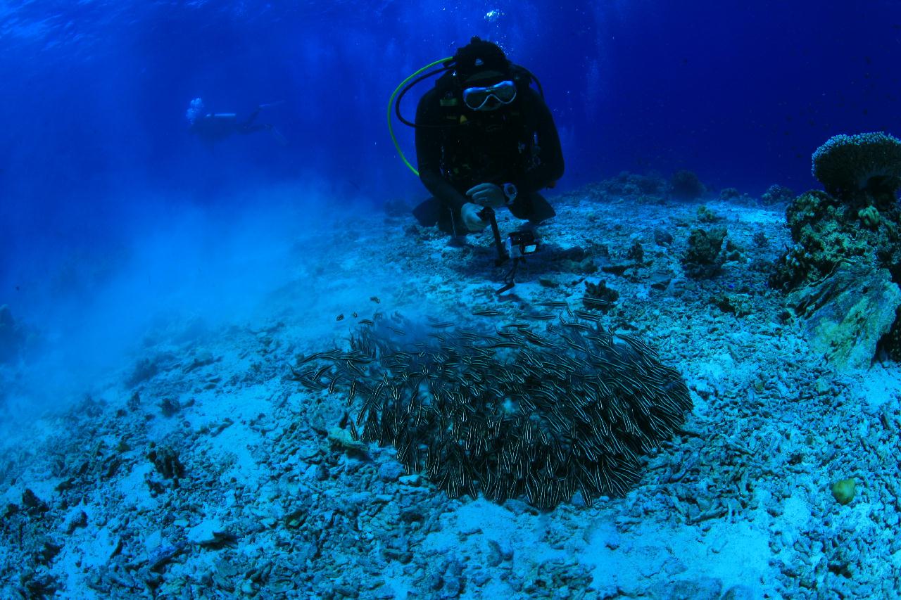 모알보알 pescador island _east point