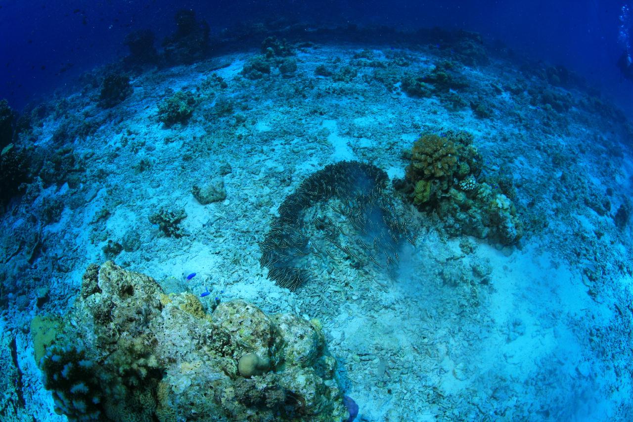 모알보알 pescador island _east point
