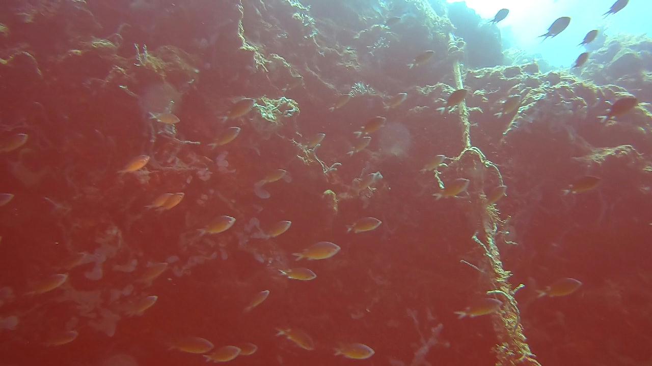막탄  olango 해양공원  bas coral