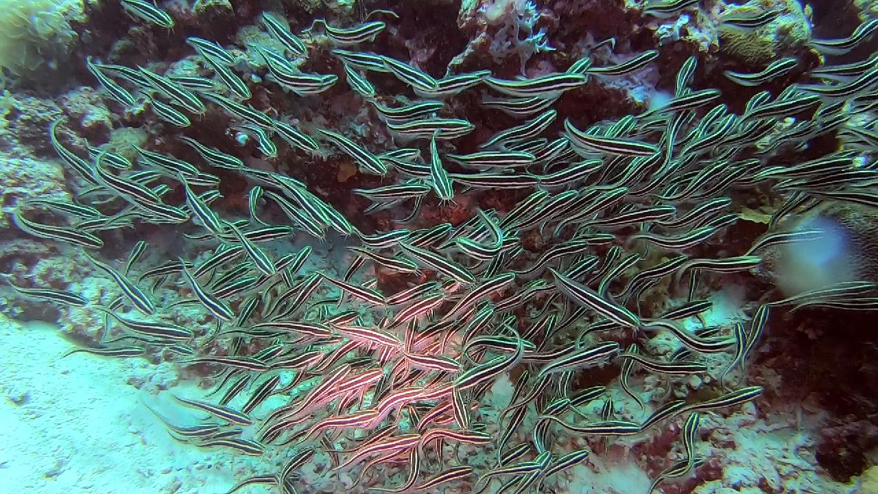 막탄  olango 해양공원  bas coral