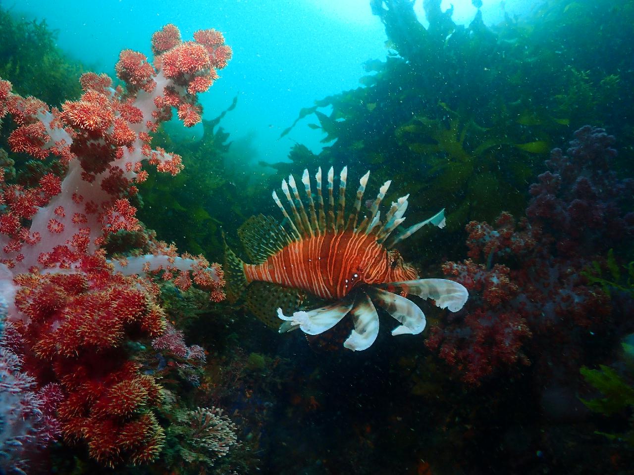 문섬에 서식중인 대광어 발견
