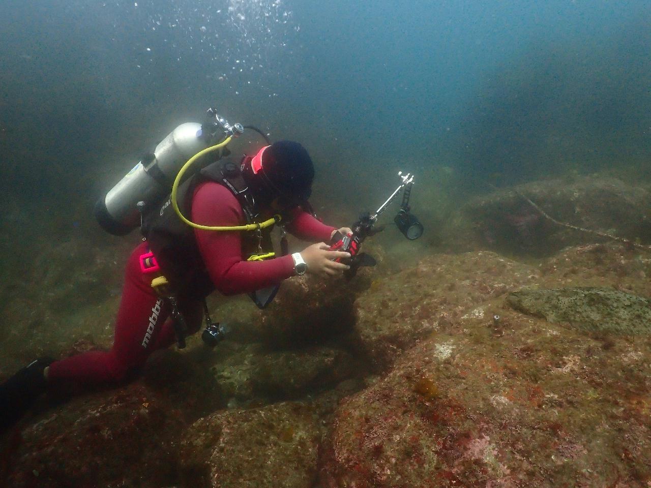 문섬에 서식중인 대광어 발견