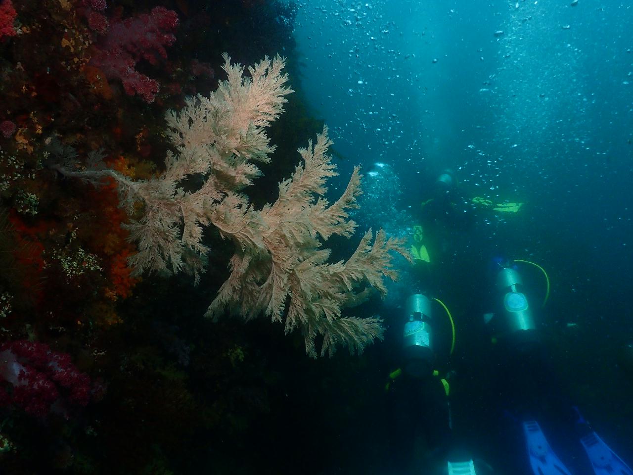 문섬에 서식중인 대광어 발견