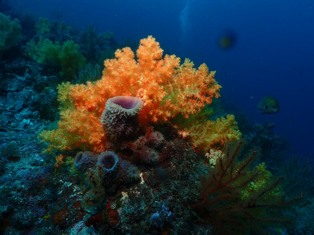 시야좋고, 사람좋고 최고의 문섬 다이빙