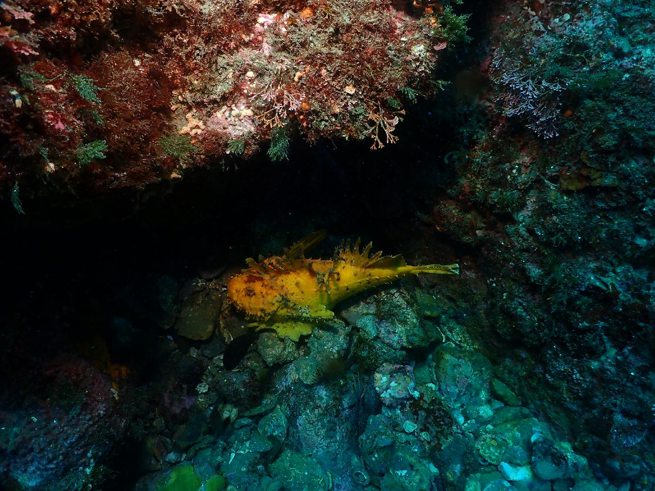 시야좋고, 사람좋고 최고의 문섬 다이빙