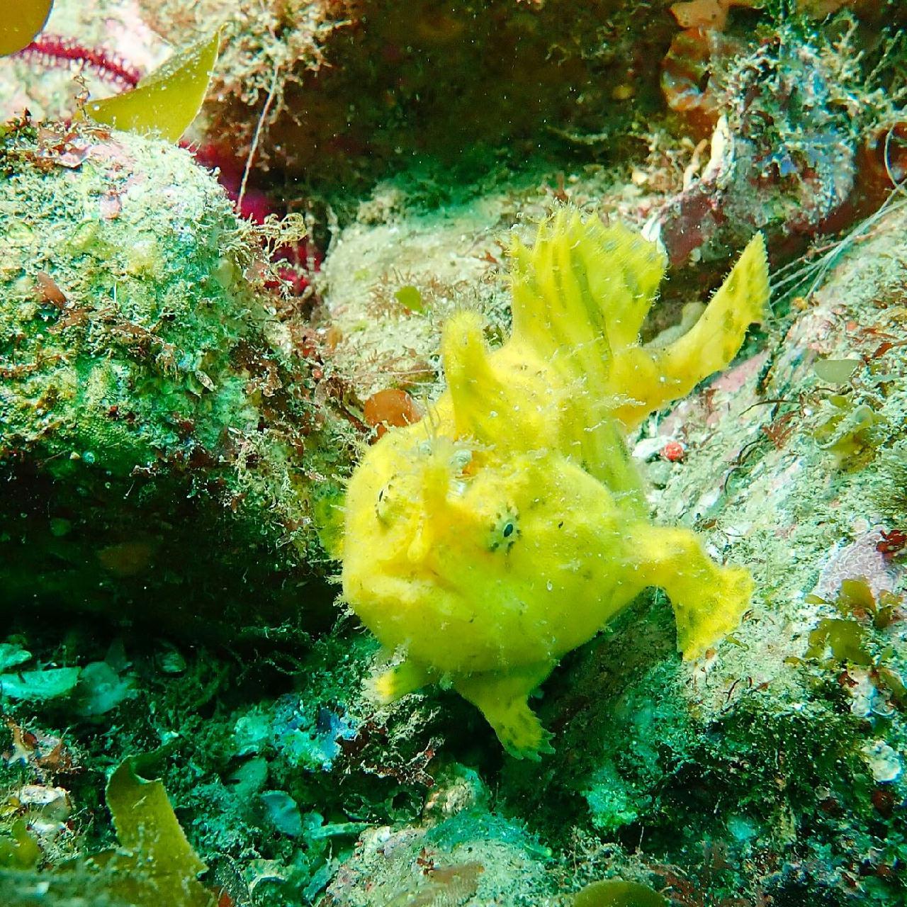 How wonderful dive~~!!