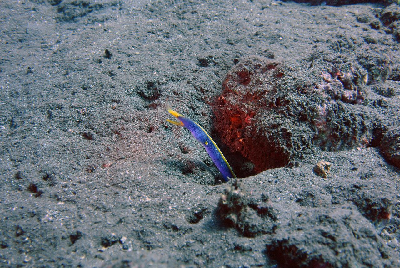 발리에서 마지막 다이빙