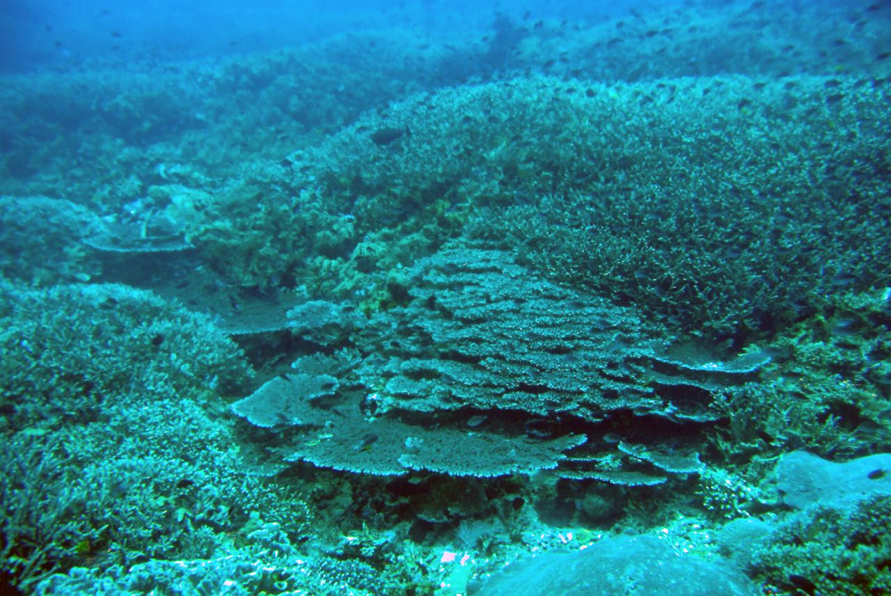 조류타는 다이빙