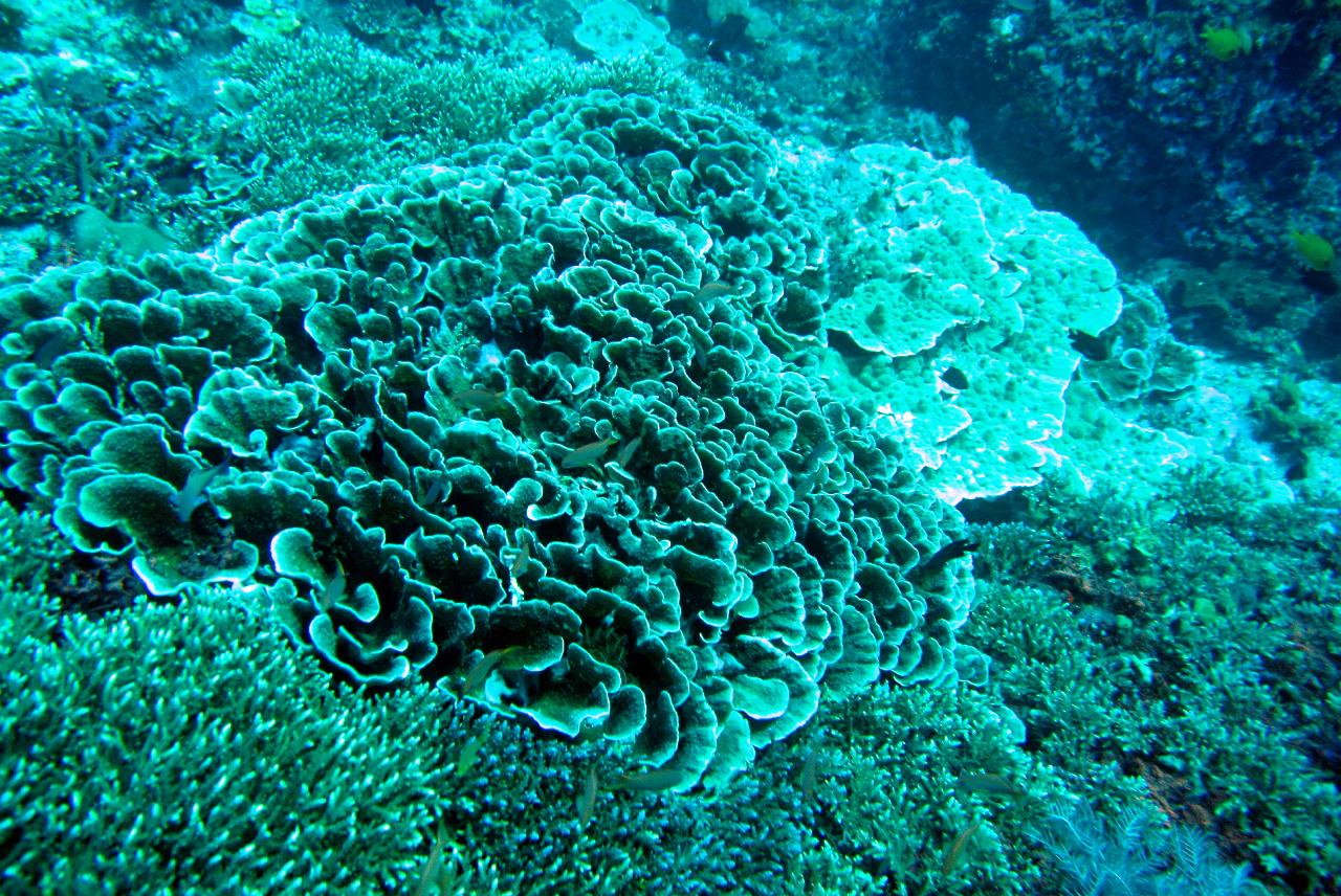 조류타는 다이빙