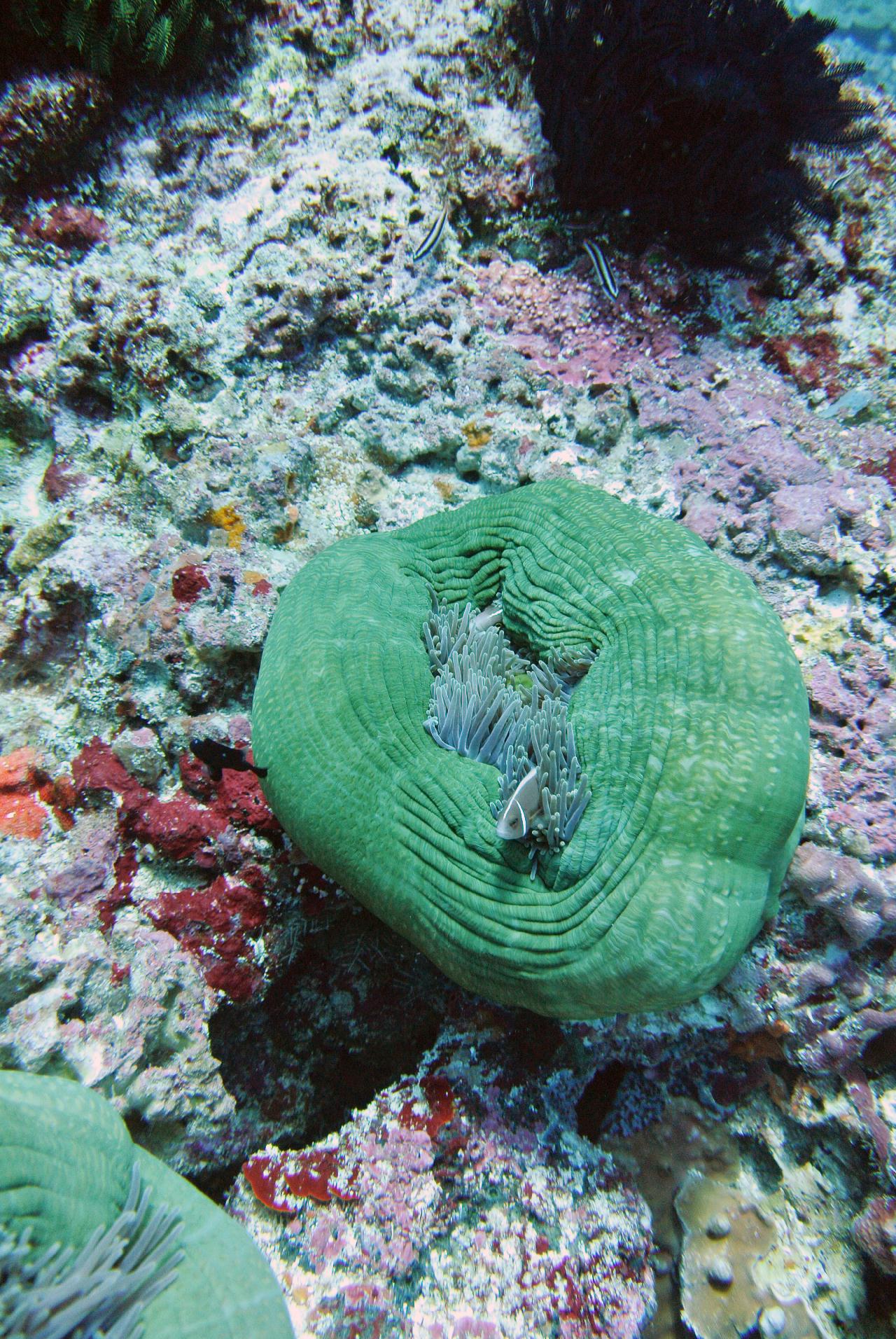 조류타는 다이빙