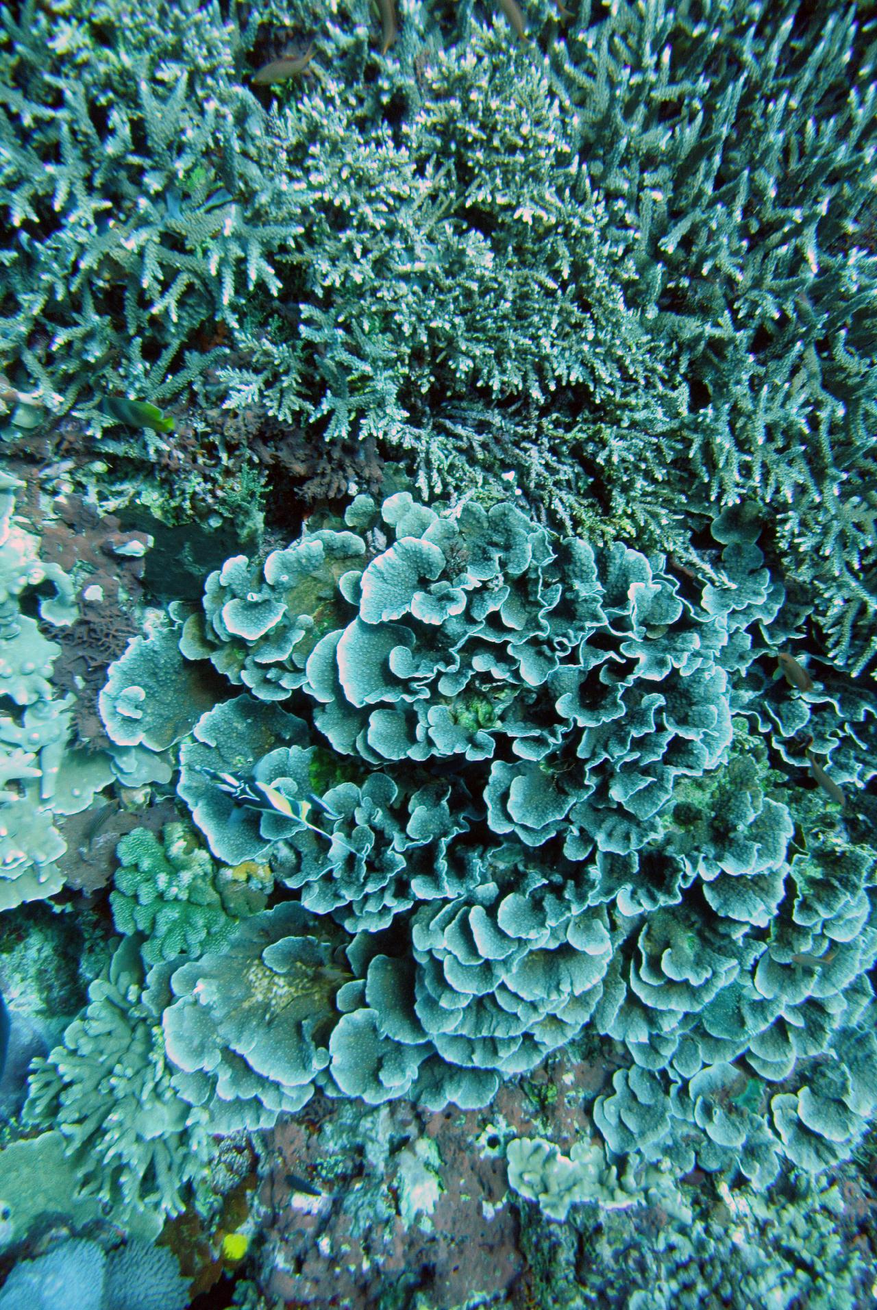 조류타는 다이빙