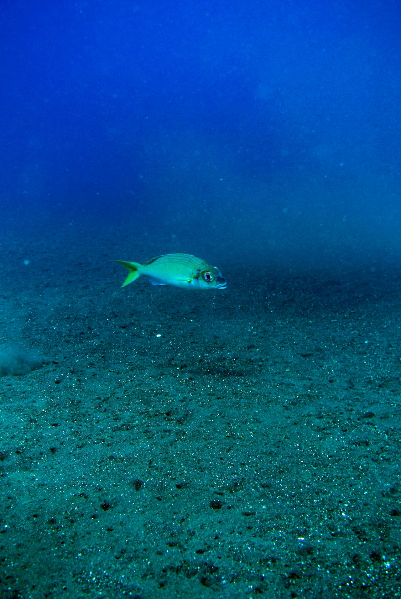 발리에서 마지막 다이빙